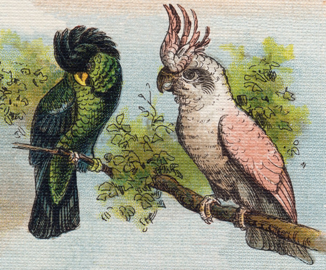 卡卡托斯。 雕刻“Alphabet de ma petite fille”。 Bernardin-Bechet 和 Fils，书商出版商，巴黎，约 1895 年。坚不可摧的画布专辑。 贝贝斯图书馆。 12 页。 包含阅读方法和说明性初学者的专辑。 暗淡： 作者 不明