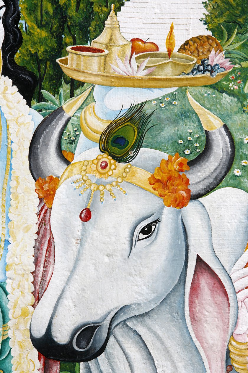 Kamdhenu sacred cow, Kathmandu, Nepal 作者 不明