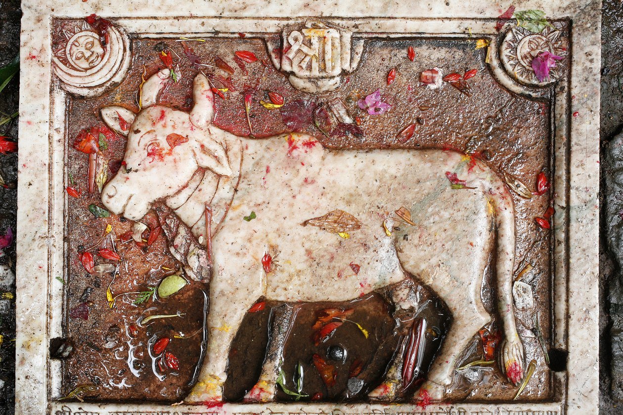 Kamdhenu sacred cow, Shesh Narayana, Nepal 作者 不明