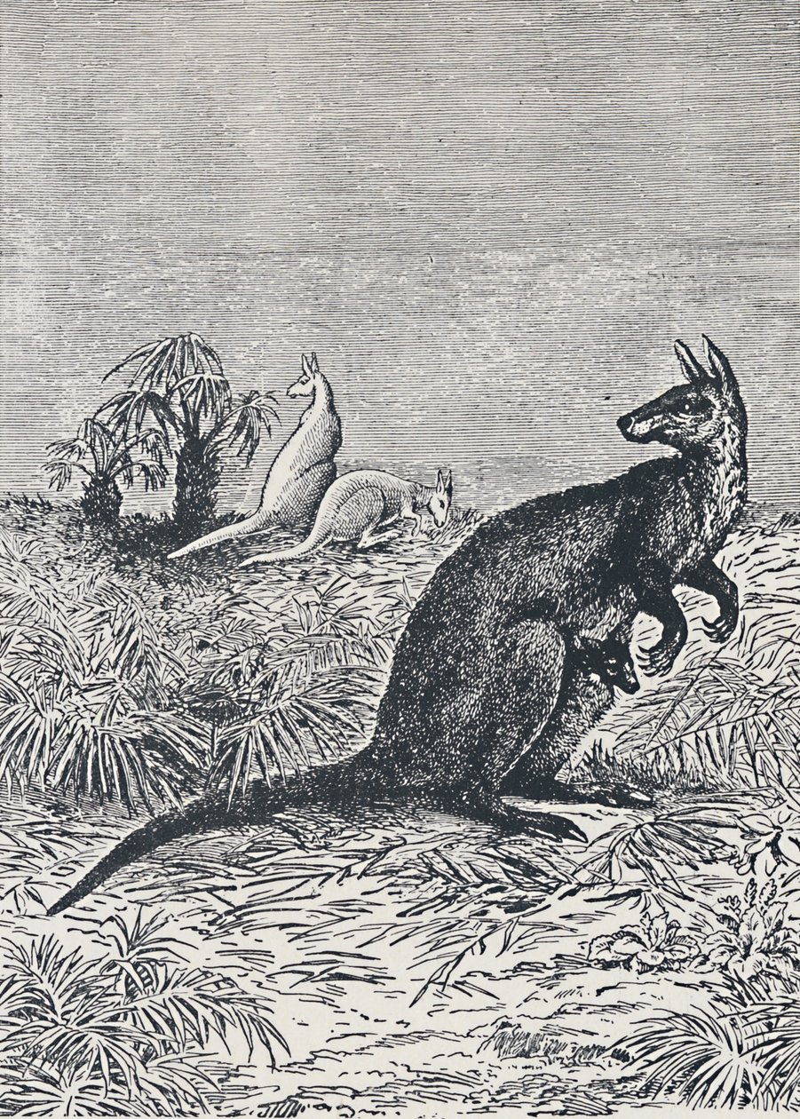 袋鼠，1924年 作者 不明