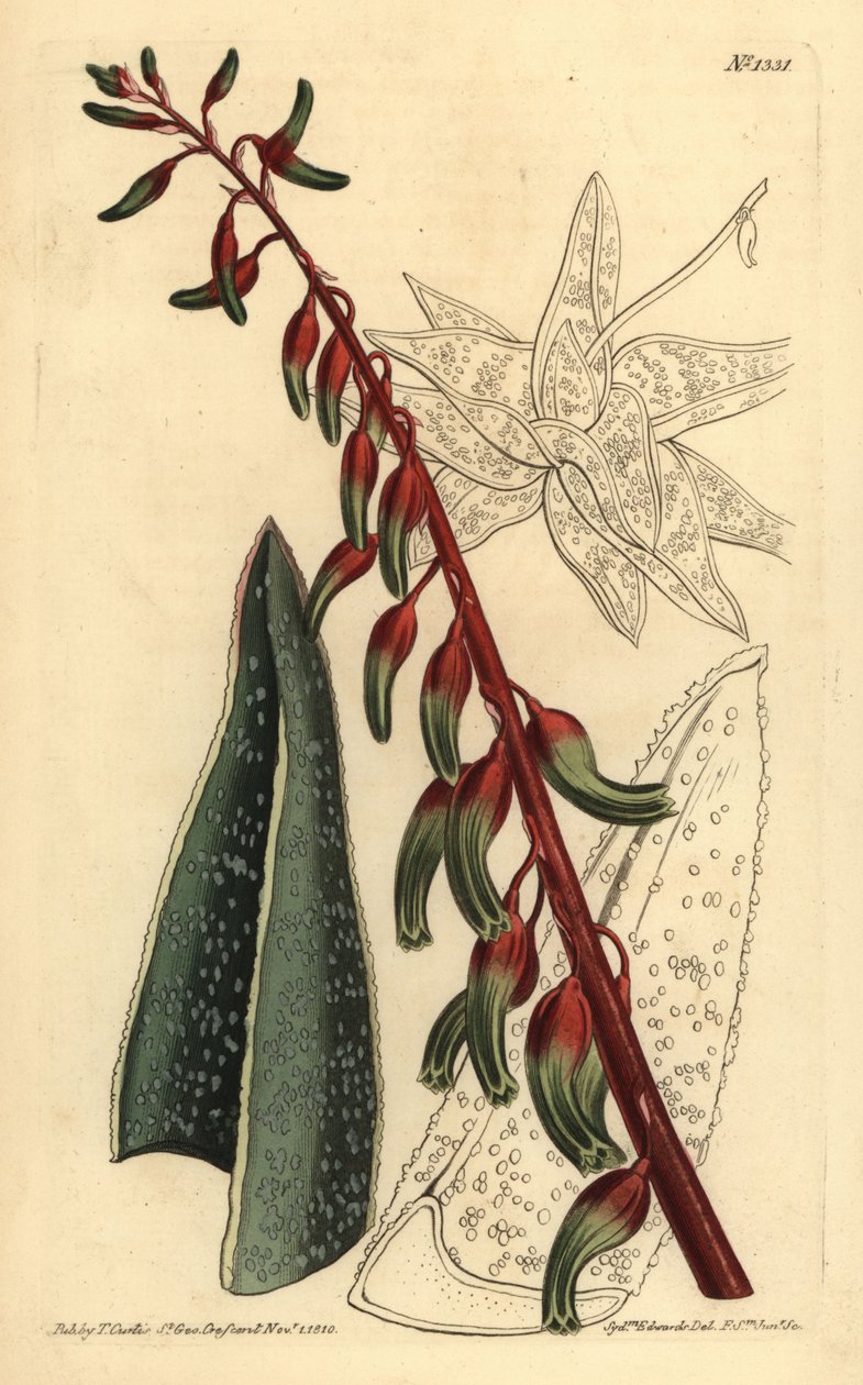 龙骨美食，Gasteria carinata 作者 不明
