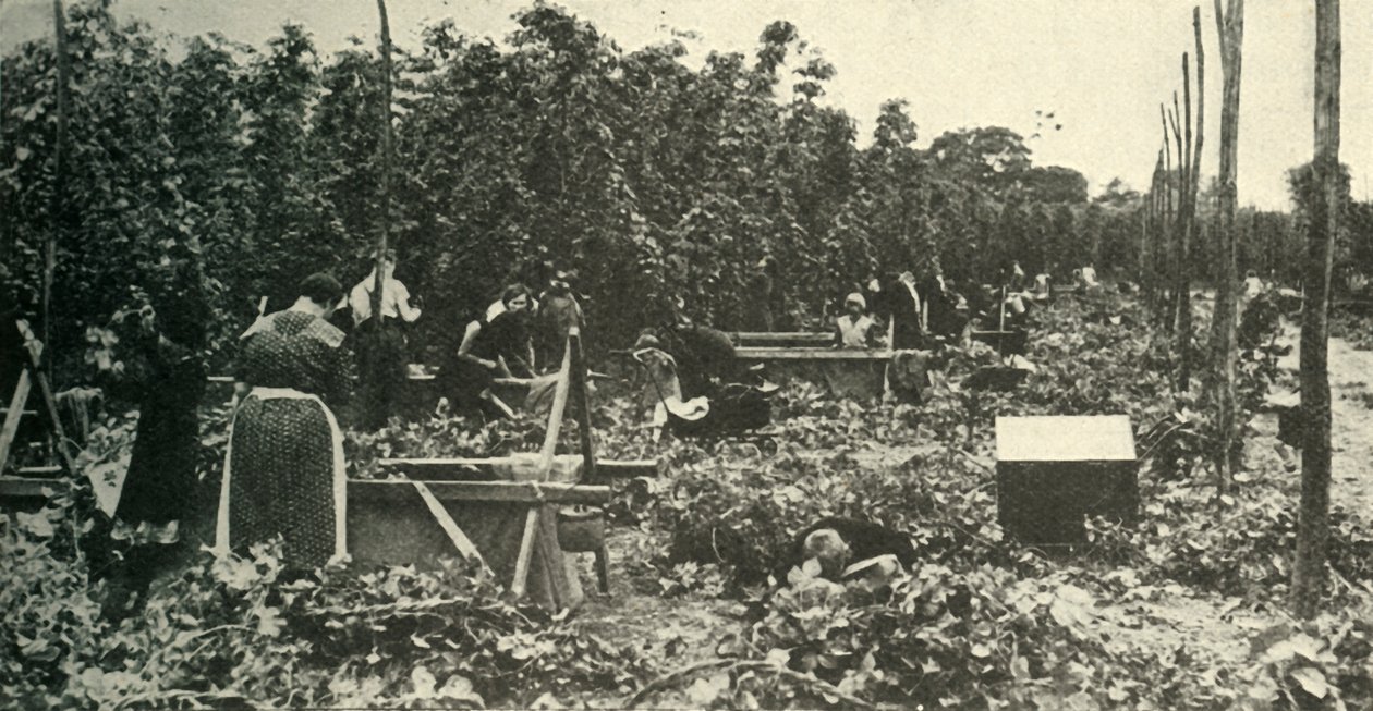 肯特·霍普斯（Kent Hops），建于1948年。 作者 不明