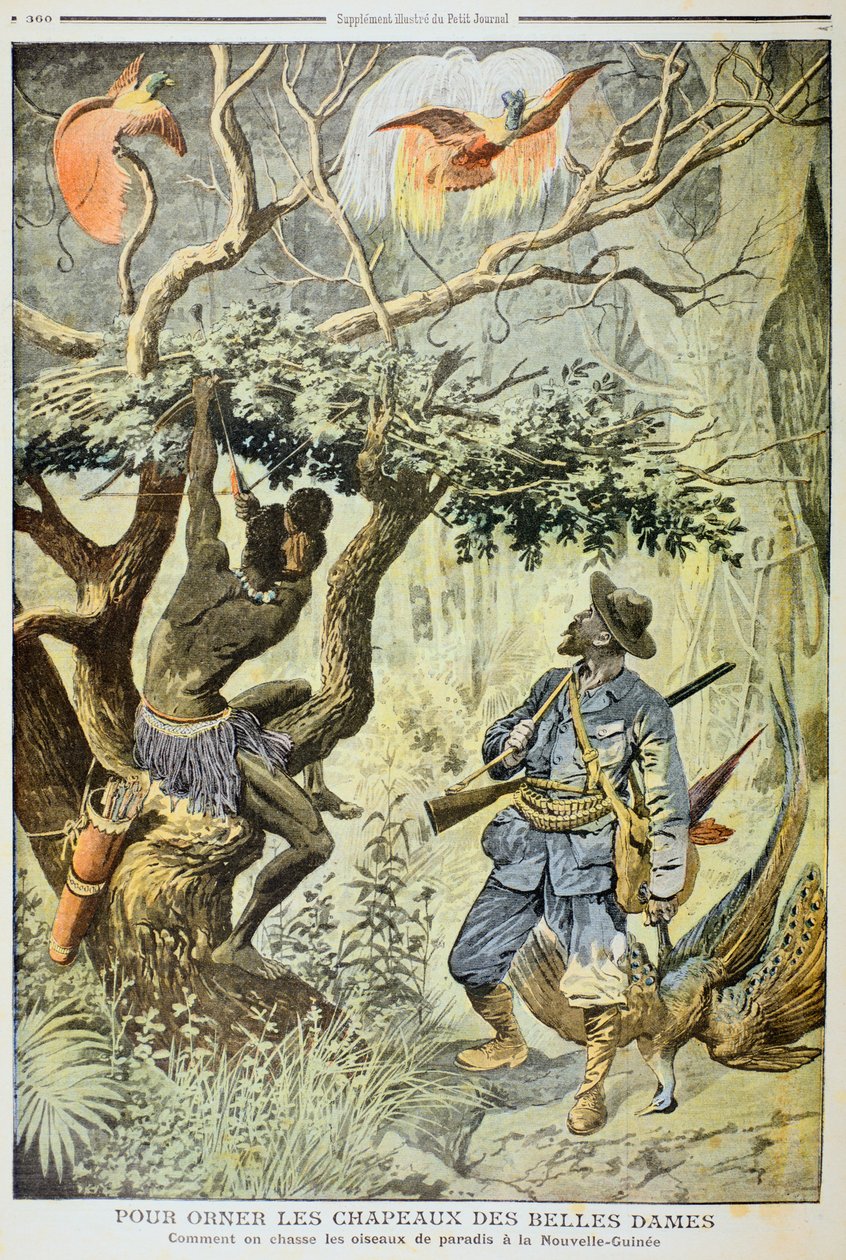 杀死天堂鸟，新几内亚，1908年 作者 不明