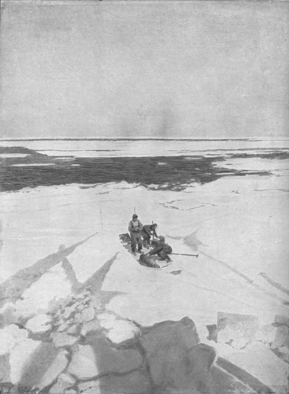 杀害海豹，1911年，1928年 作者 不明