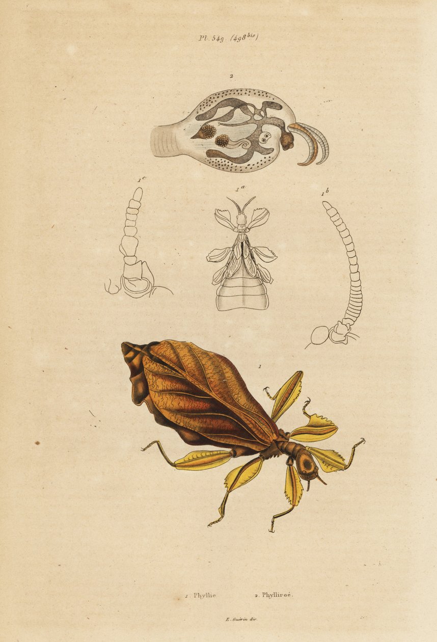 Leaf insect, Phyllium species, and nudibranch, Phylliroe species 作者 不明