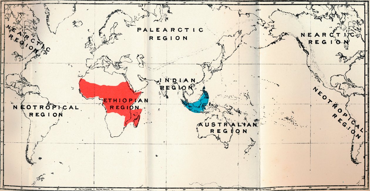 穿线虫-II。地图，显示Tarsiidae Blue和Galaginae Red的分布，1897年 作者 不明