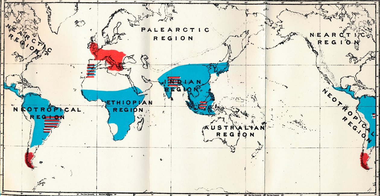 脉络膜-IV。地图，显示了活蓝色和化石红色类人猿的分布，1897年 作者 不明