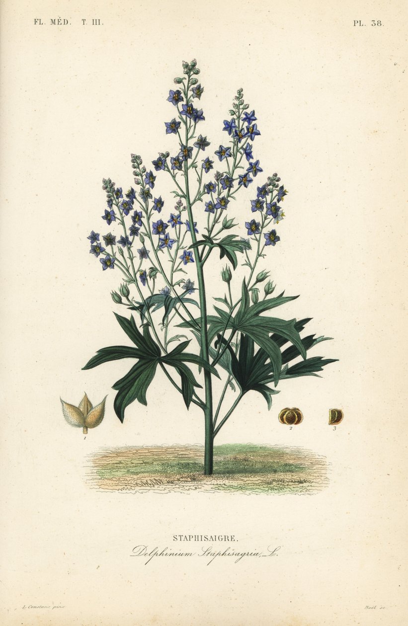Lice-bane or stavesacre, Delphinium staphisagria, Staphisaigre 作者 不明