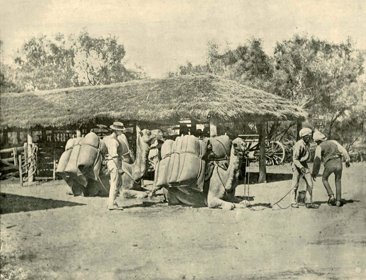 1901年，在澳大利亚车站上装骆驼。 作者 不明