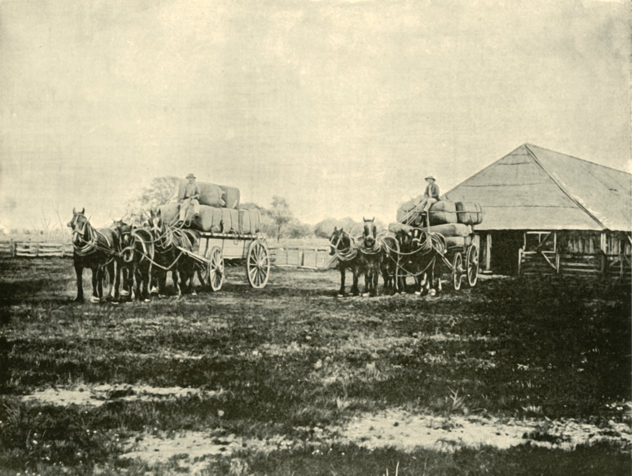 1901年，在Wimmera的Warrawooh站装载羊毛。 作者 不明