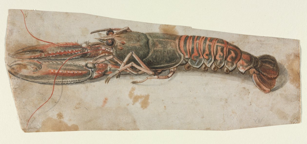 龙虾，1600年代。 作者 不明