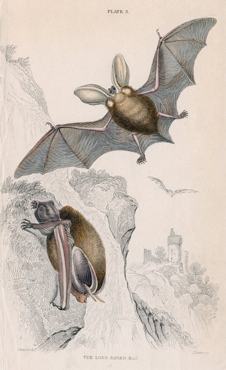 长耳蝙蝠Plectorus auritus，1828年 作者 不明