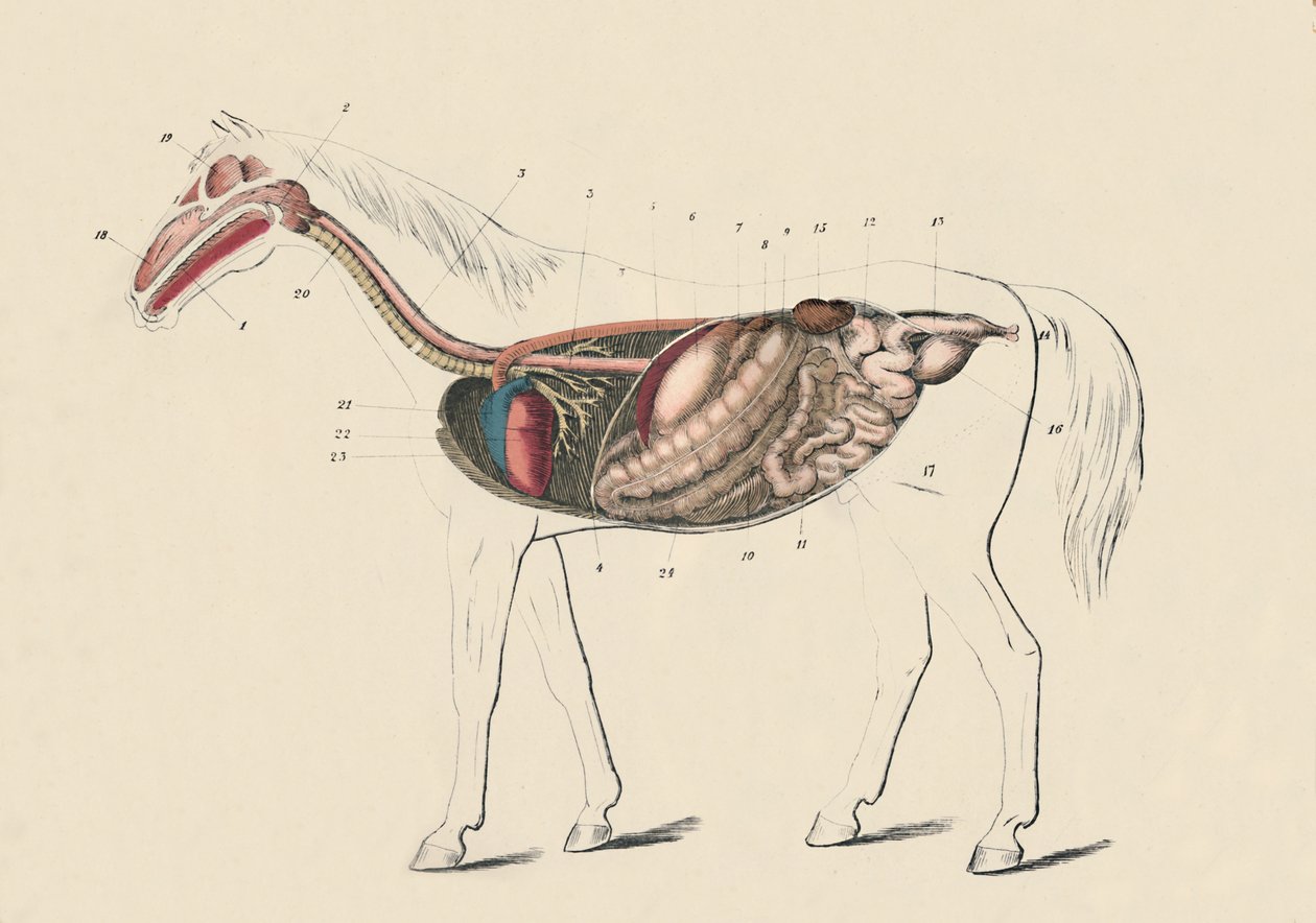 马的纵向部分，c1879年。 作者 不明