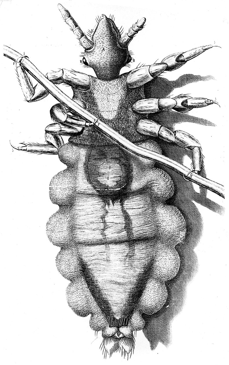 虱子紧贴人发，1665年 作者 不明