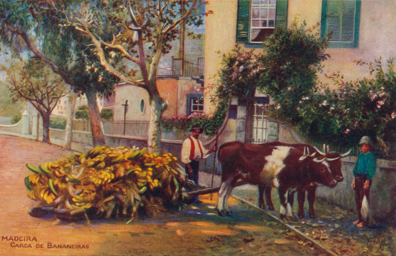马德拉（Madeira）-卡卡·德·巴纳内拉斯（Carca De Bananeiras），c1940 作者 不明