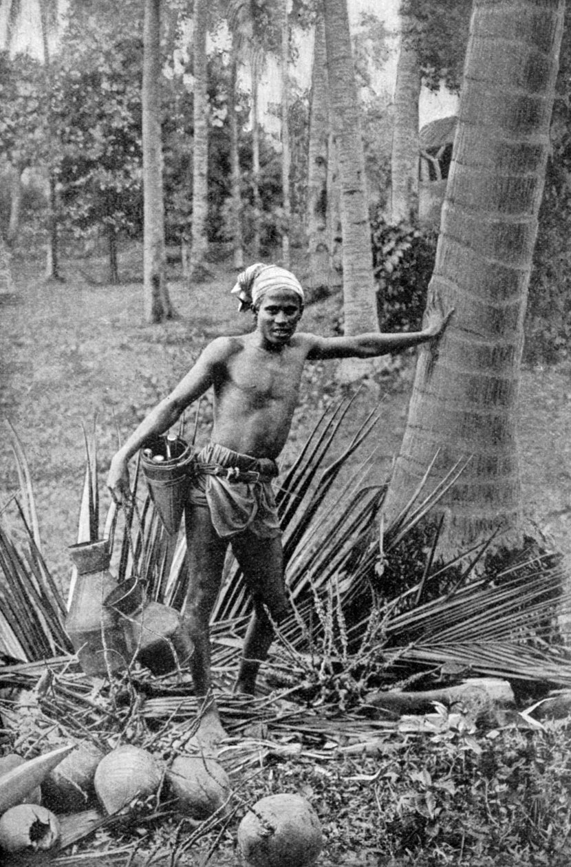 马来人在1922年收集了甜酒树的甜酒 作者 不明