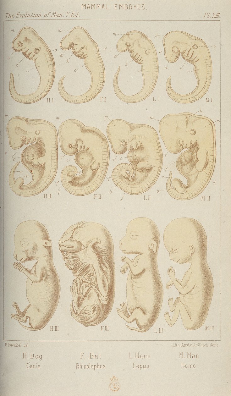哺乳动物胚胎，1905年 作者 不明