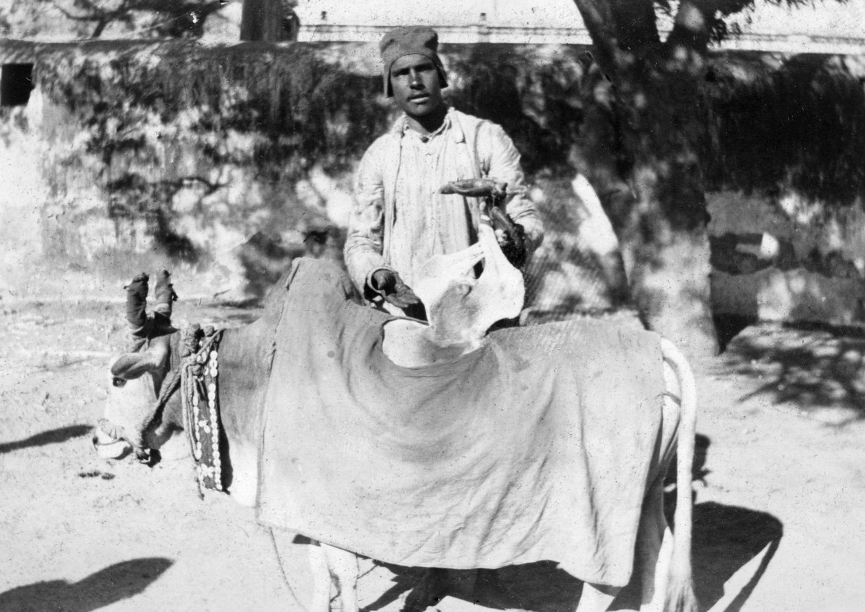 变形牛的男人，印度，1916-1917年 作者 不明