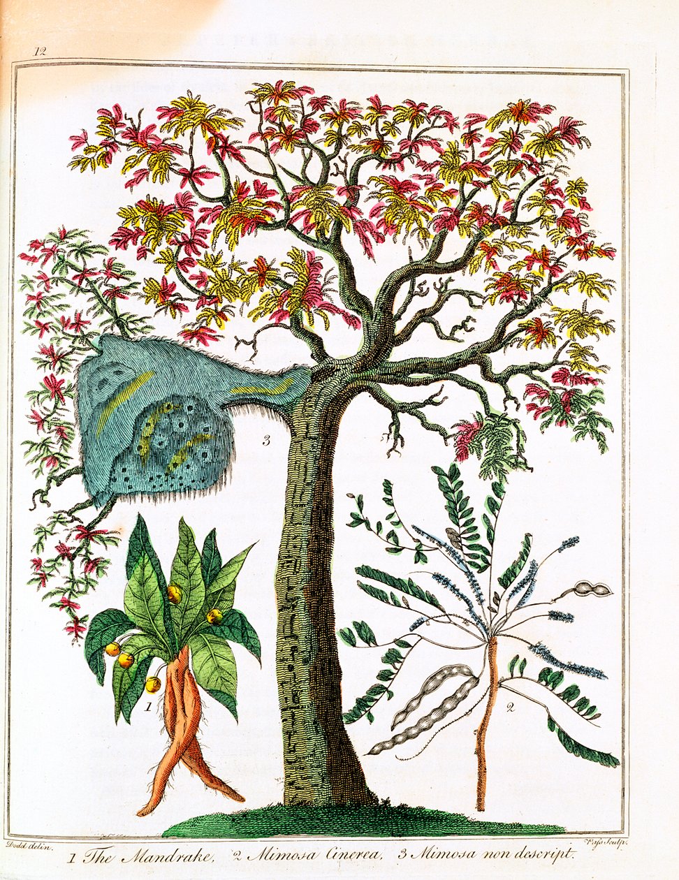 曼德拉、敏感植物和相思树，约1795年 作者 不明