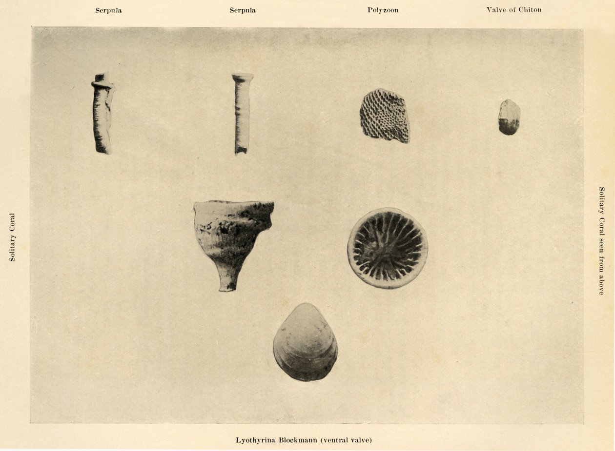 海洋生物，放大倍数1 12，c1908，1909。 作者 不明