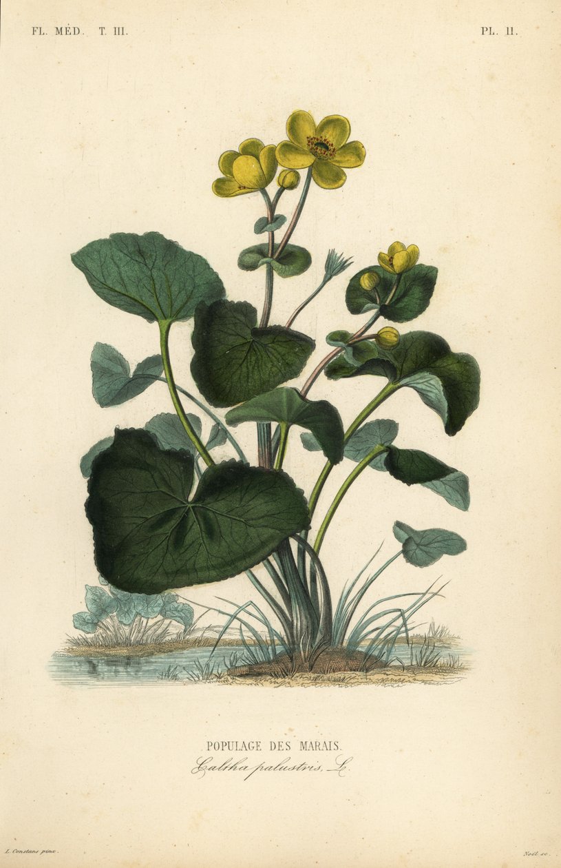 沼泽万寿菊或国王杯，Caltha palustris，Populage des marais 作者 不明