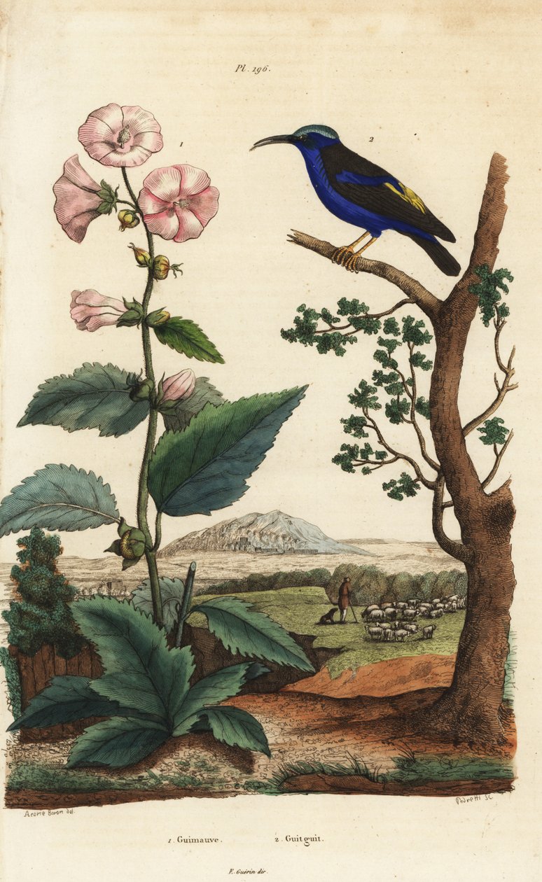 药蜀葵（Althaea officinalis）1，和紫色蜜蜂（Cyanerpes caeruleus）2 作者 不明
