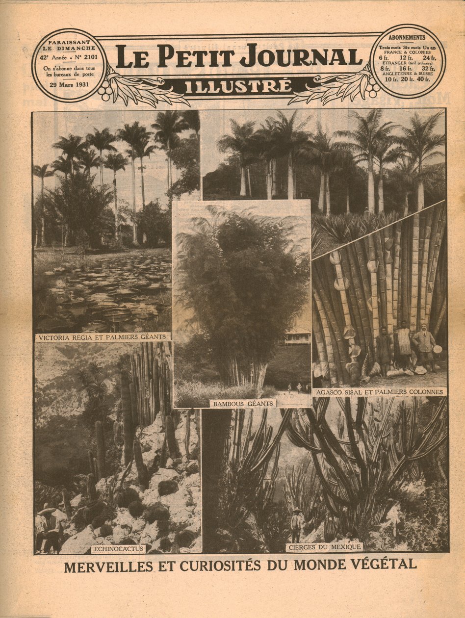 1931年植物世界的奇事和奇观。 作者 不明
