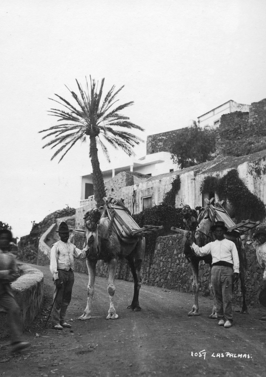 骆驼人，拉斯帕尔马斯，大加那利岛，加那利群岛，西班牙，c1920s-c1930s 作者 不明