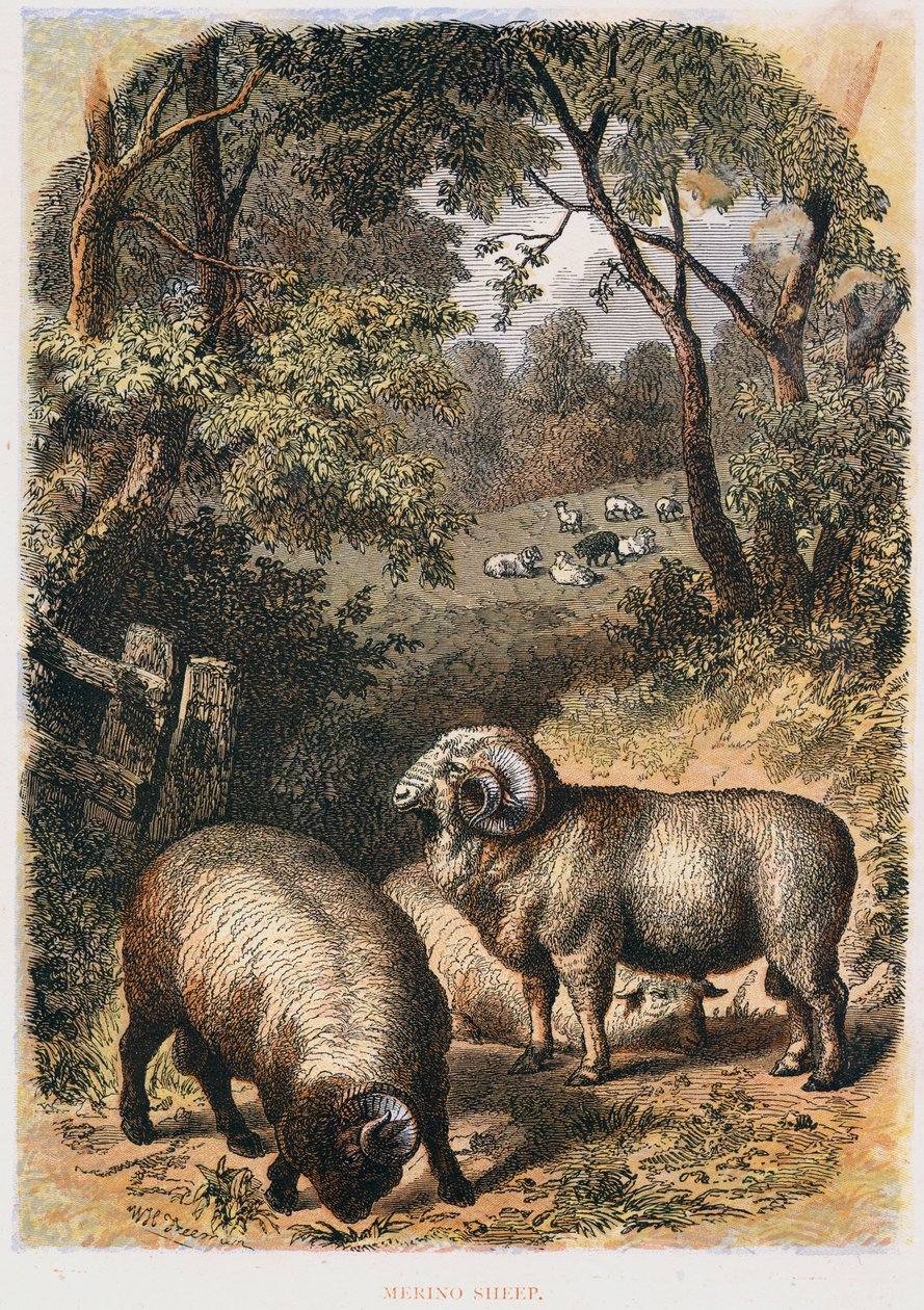 美利奴绵羊，c1860 作者 不明