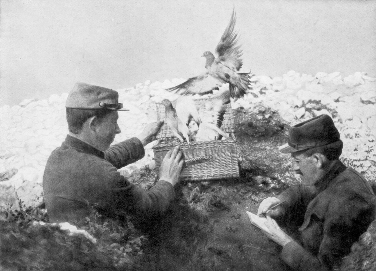信使鸽在第一次世界大战前线放出，1915年 作者 不明