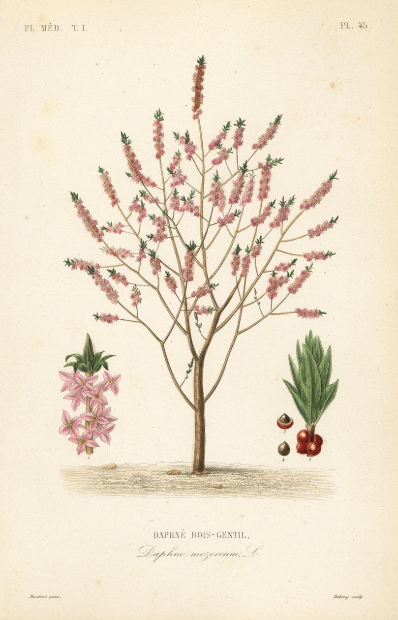 Mezereon 或 spurge laurel、Daphne mezereum、Daphne bois-gentil 作者 不明
