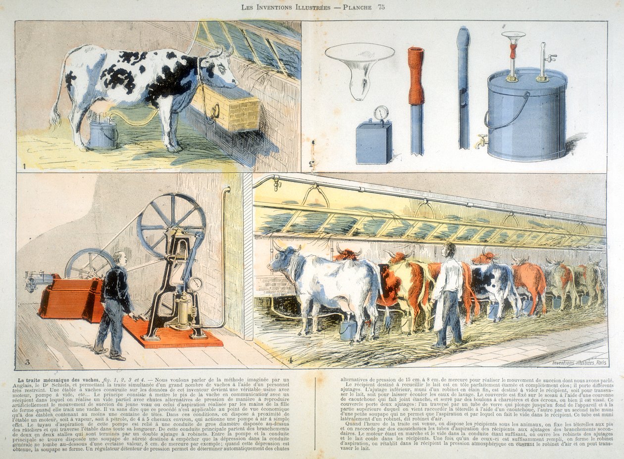 配备有蓟草式抽气和脉动式挤奶机的挤奶厅，1899年 作者 不明