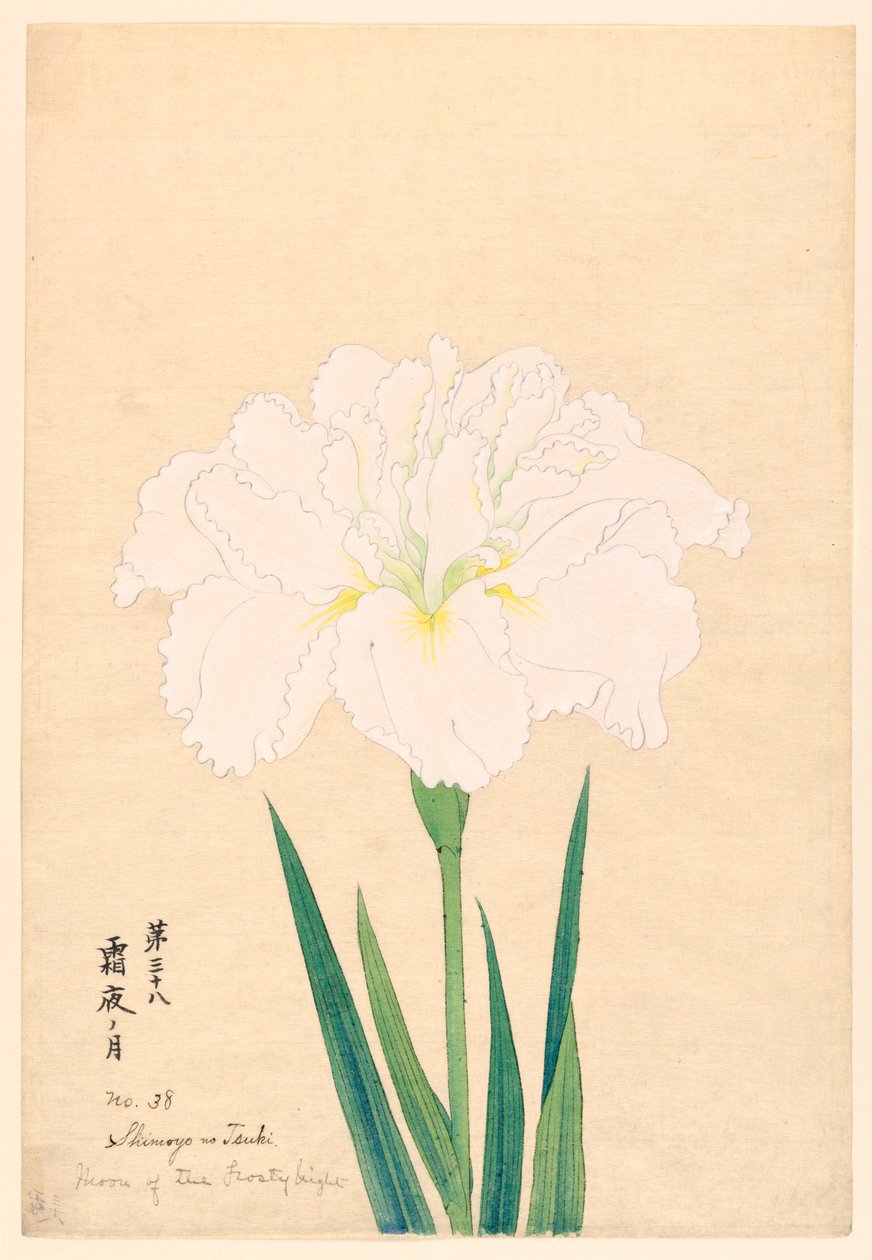 霜夜之月》，第38号，约1910年 作者 不明