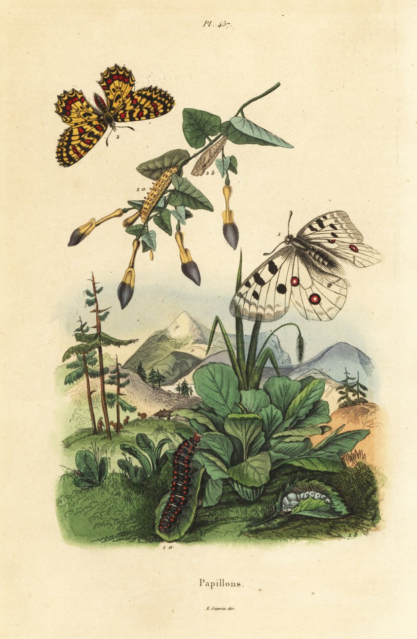 Mountain Apollo butterfly, Parnassius apollo 1, and southern festoon, Zerynthia polyxena 2, larva and pupa 作者 不明