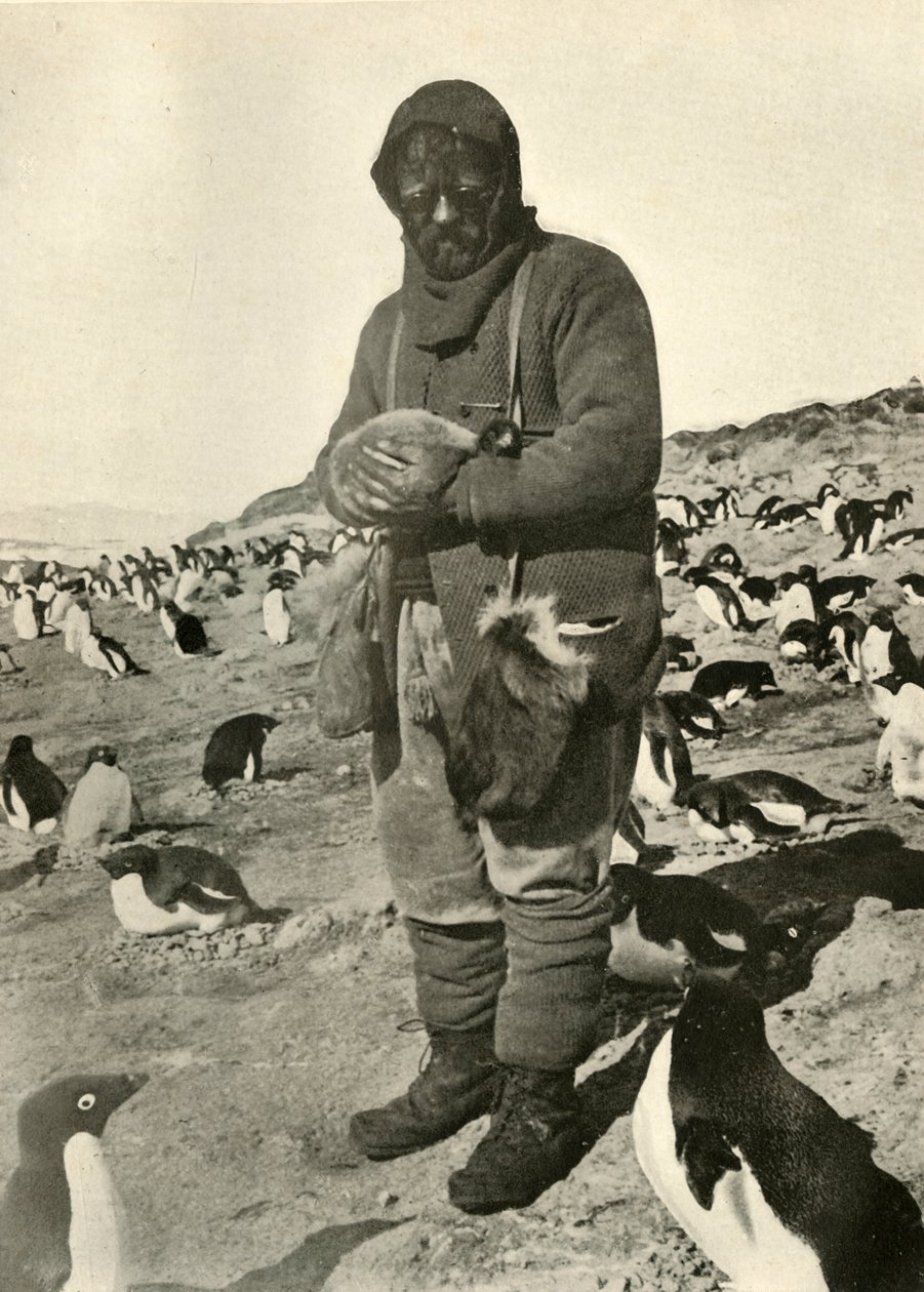 默里控股幼企鹅（Murray Holding Young Penguins），c1908，1909年。 作者 不明