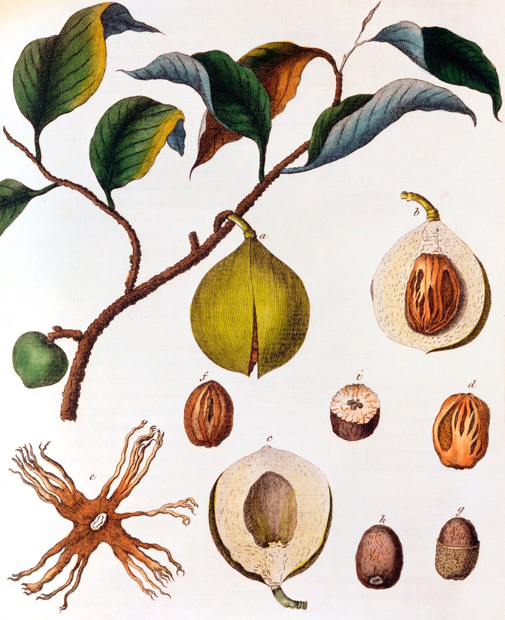 桃金娘（Myrsitica fragrans）-肉豆蔻，c1798 作者 不明