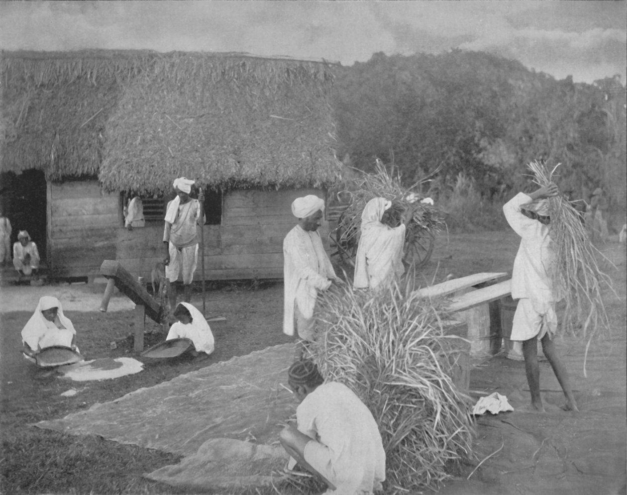 约1890年，牙买加的本地劳动力在准备稻米 作者 不明