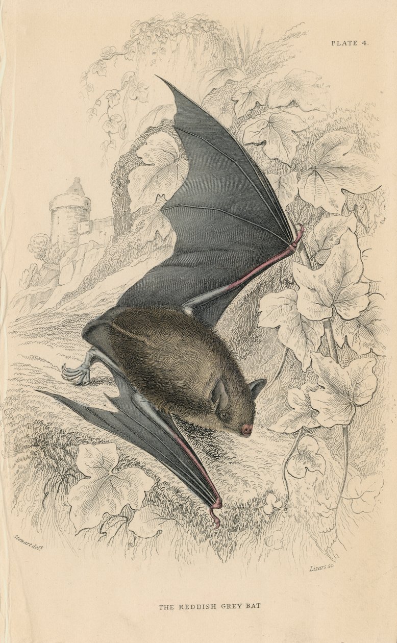 Natterers蝙蝠Myotis nattereri，1828年 作者 不明