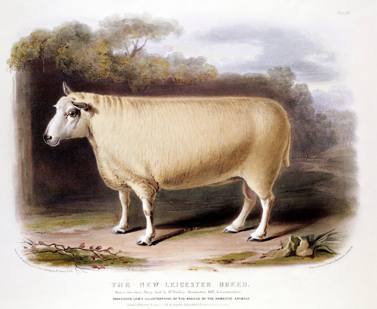 纽莱斯特（New Leicester）Dishley公羊，1842年 作者 不明