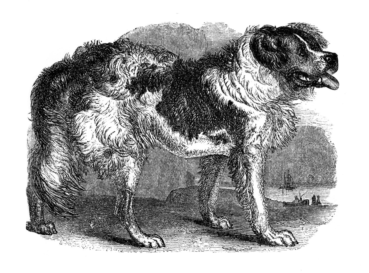 纽芬兰犬，1848年 作者 不明