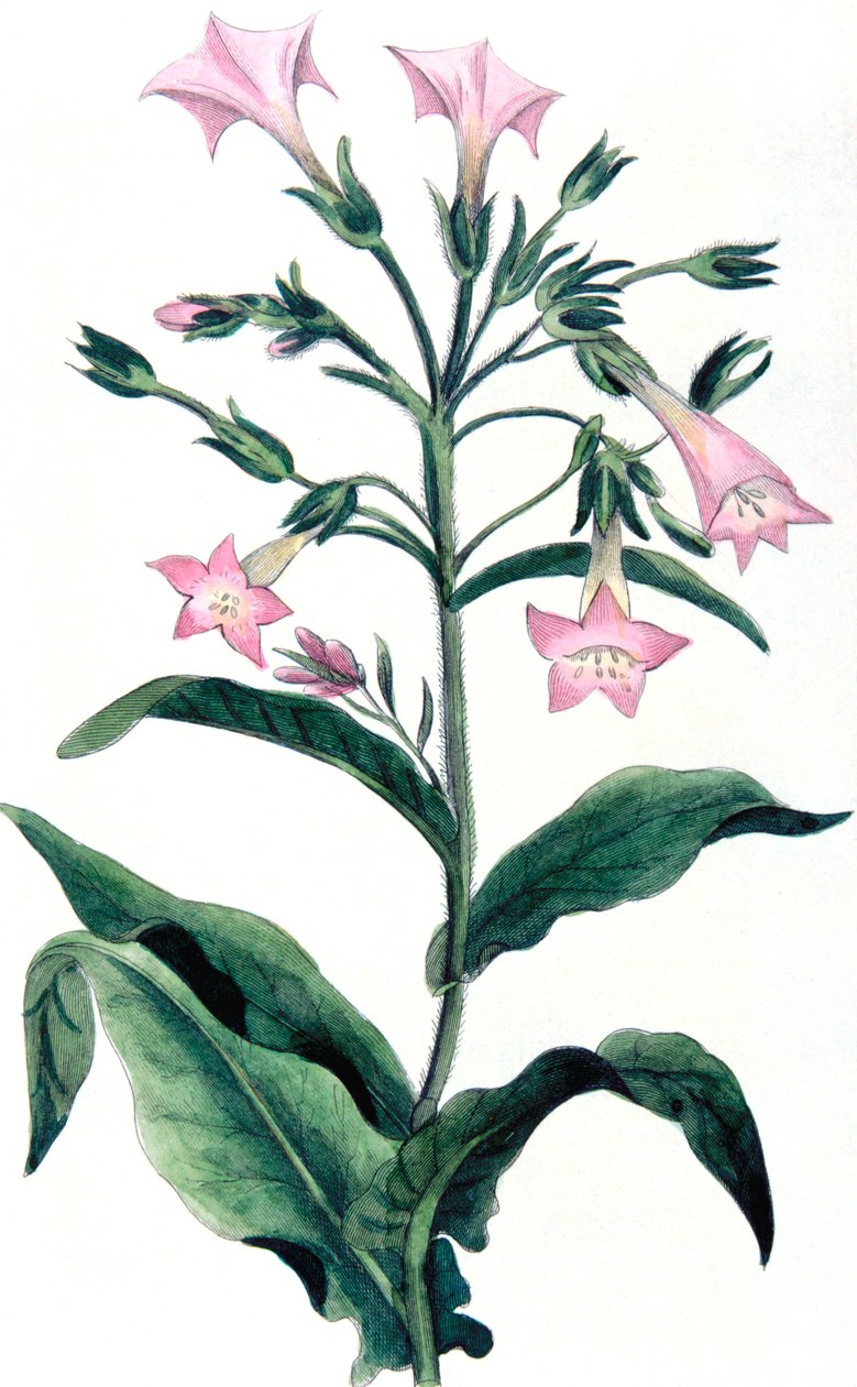烟草-烟草植物，1823年 作者 不明
