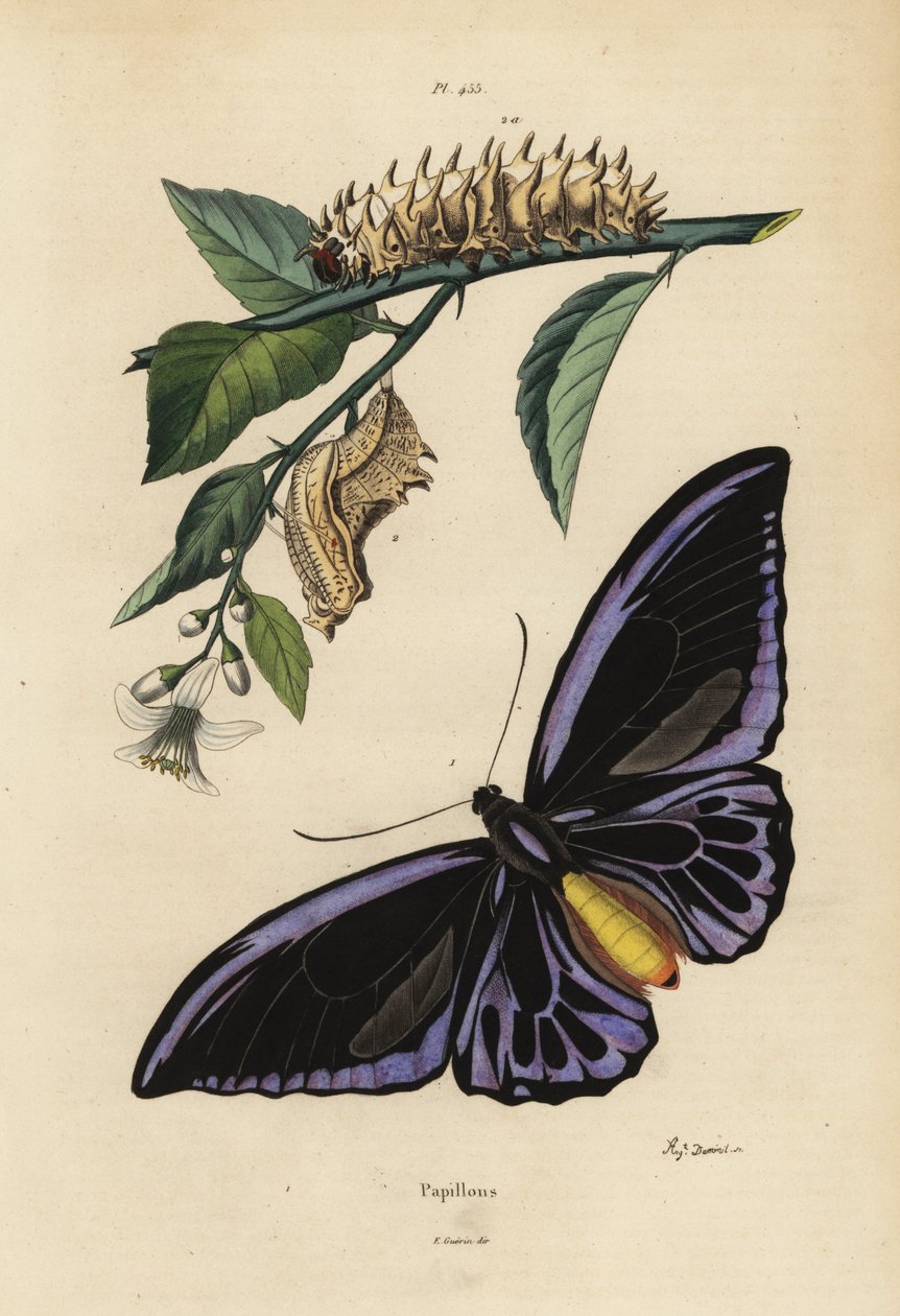 北方鸟翅，Ornithoptera priamus urvillianus 1，以及普通鸟翅的蛹和幼虫 Troides helena 作者 不明