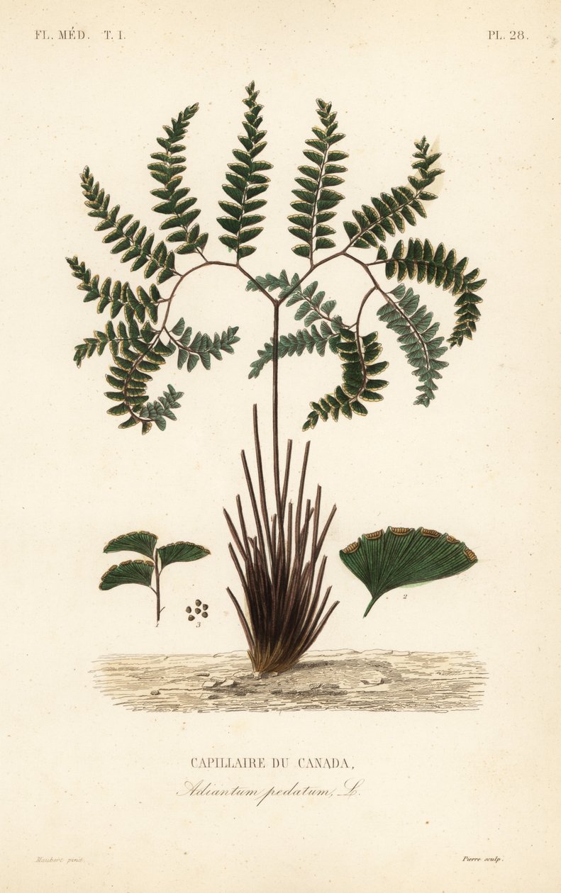 北方铁线蕨或五指蕨，Adiantum pedatum，Capillaire du Canada 作者 不明