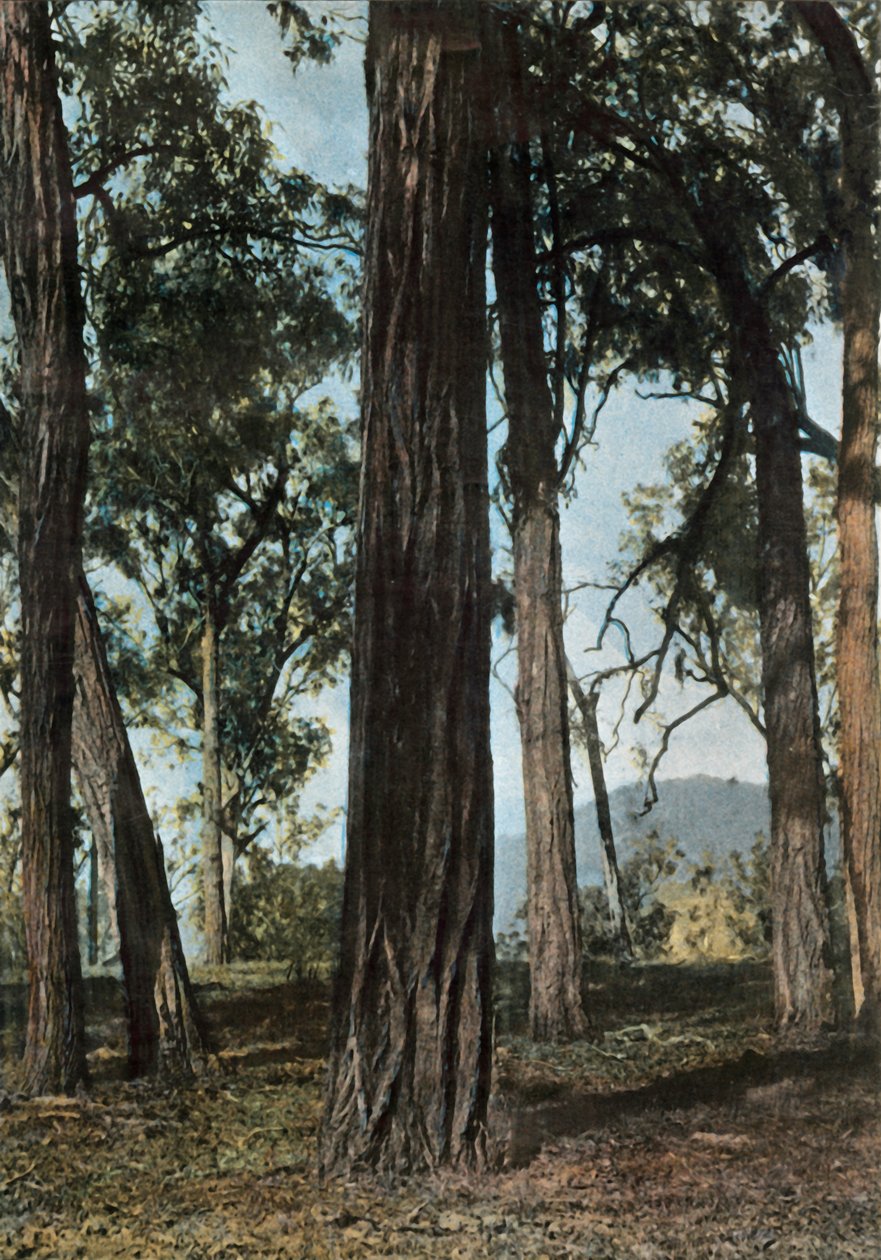 新几内亚。 Le Bois De Fer，巴布亚新几内亚-铁木树，1900年。 作者 不明