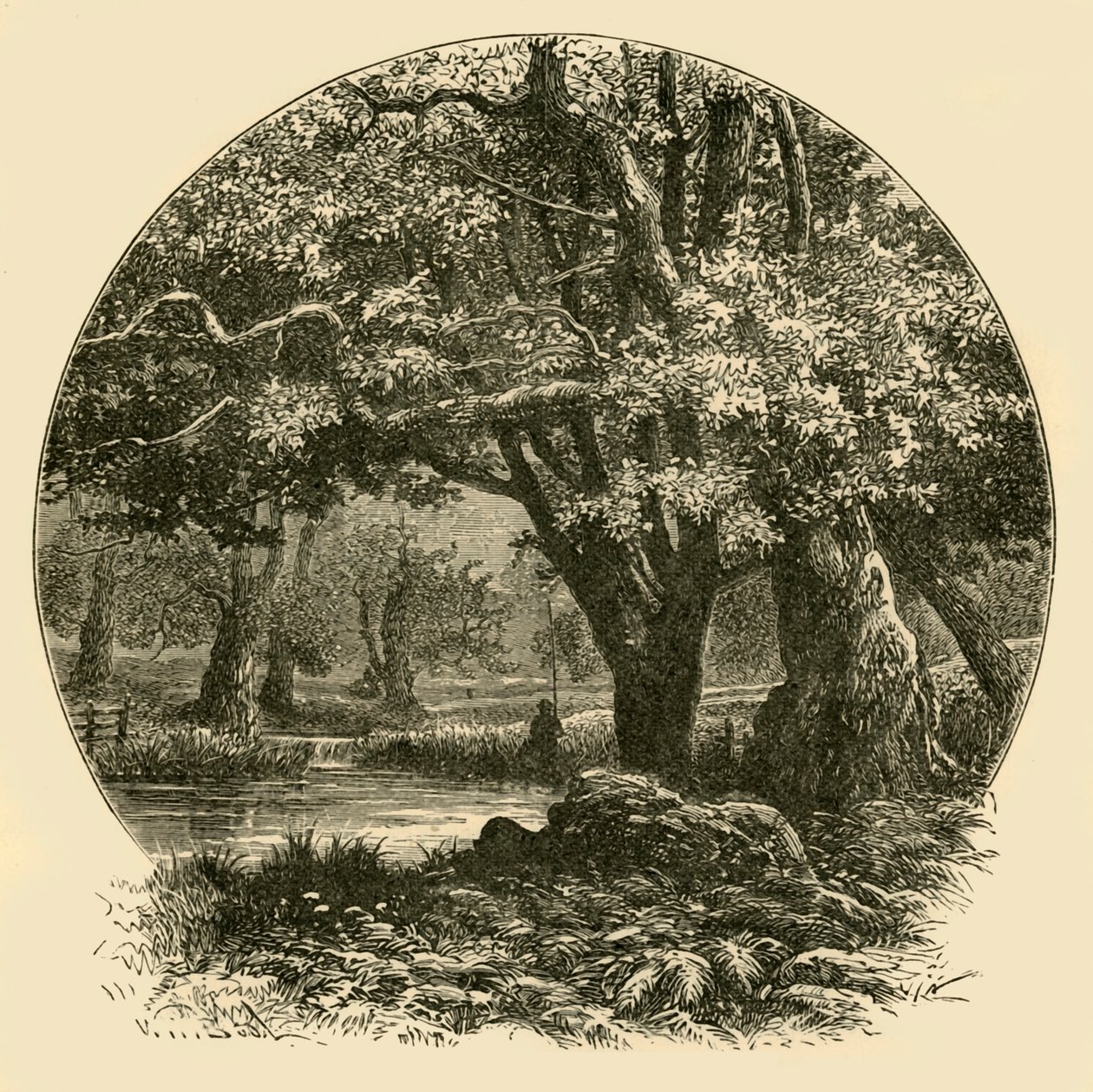 1898年在布拉德盖特（Bradgate）的橡树。 作者 不明
