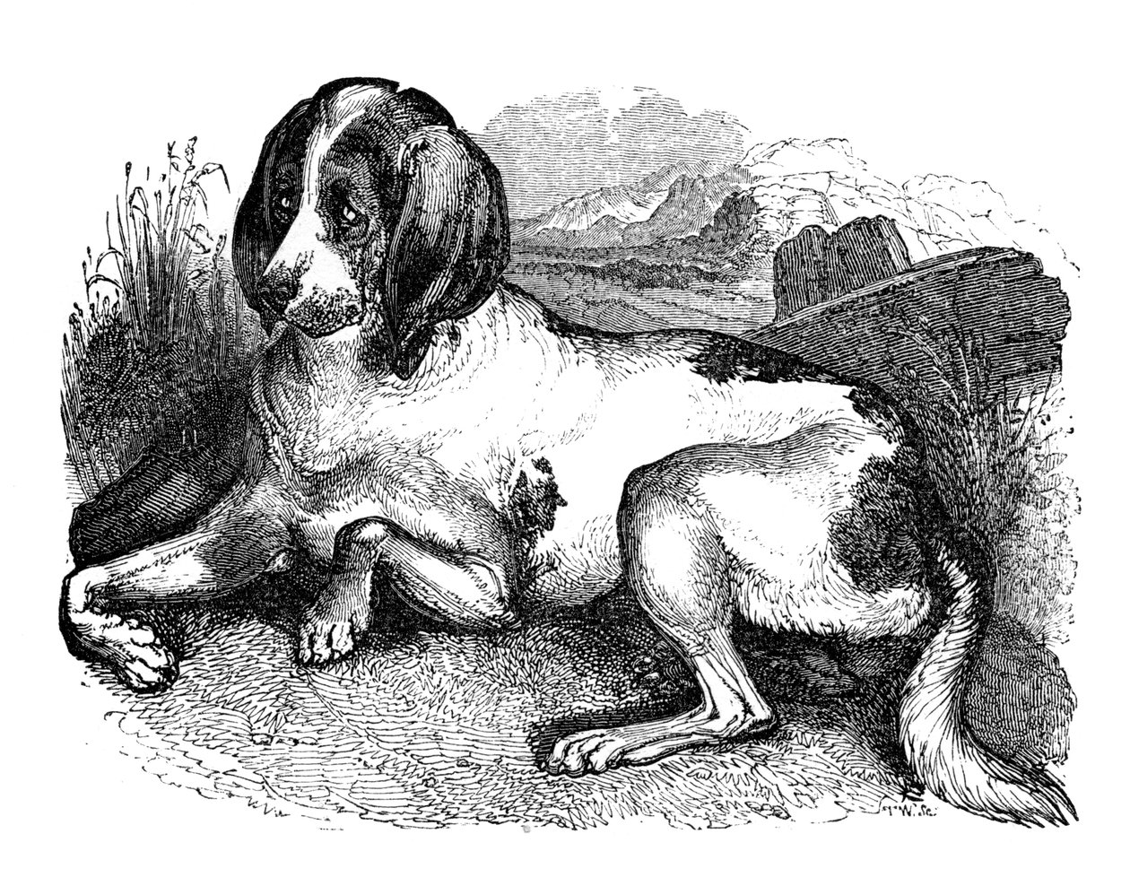 古老的英国猎犬，1848年 作者 不明