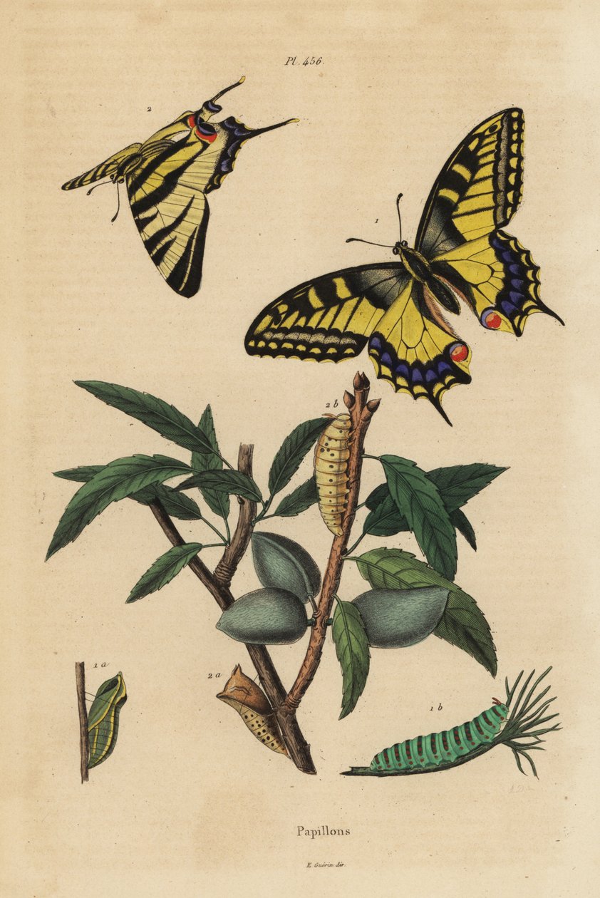 旧世界燕子，Papilio machaon 1，和稀缺的燕子，Iphiclides podalirius 2，幼虫和蛹 作者 不明