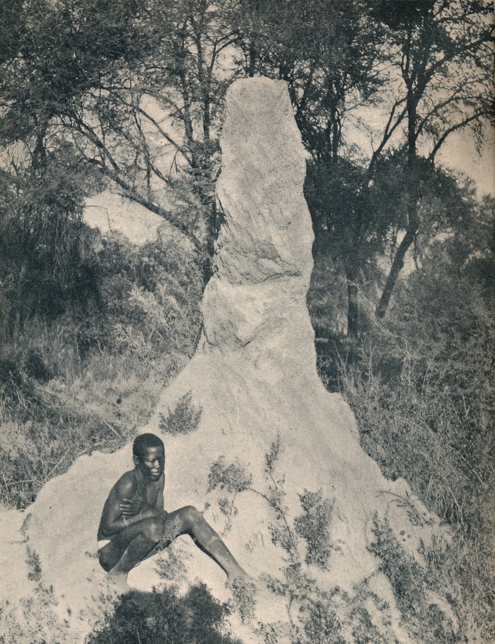 南非某些地区特有的巨型蚂蚁堆之一，约于1900年。 作者 不明
