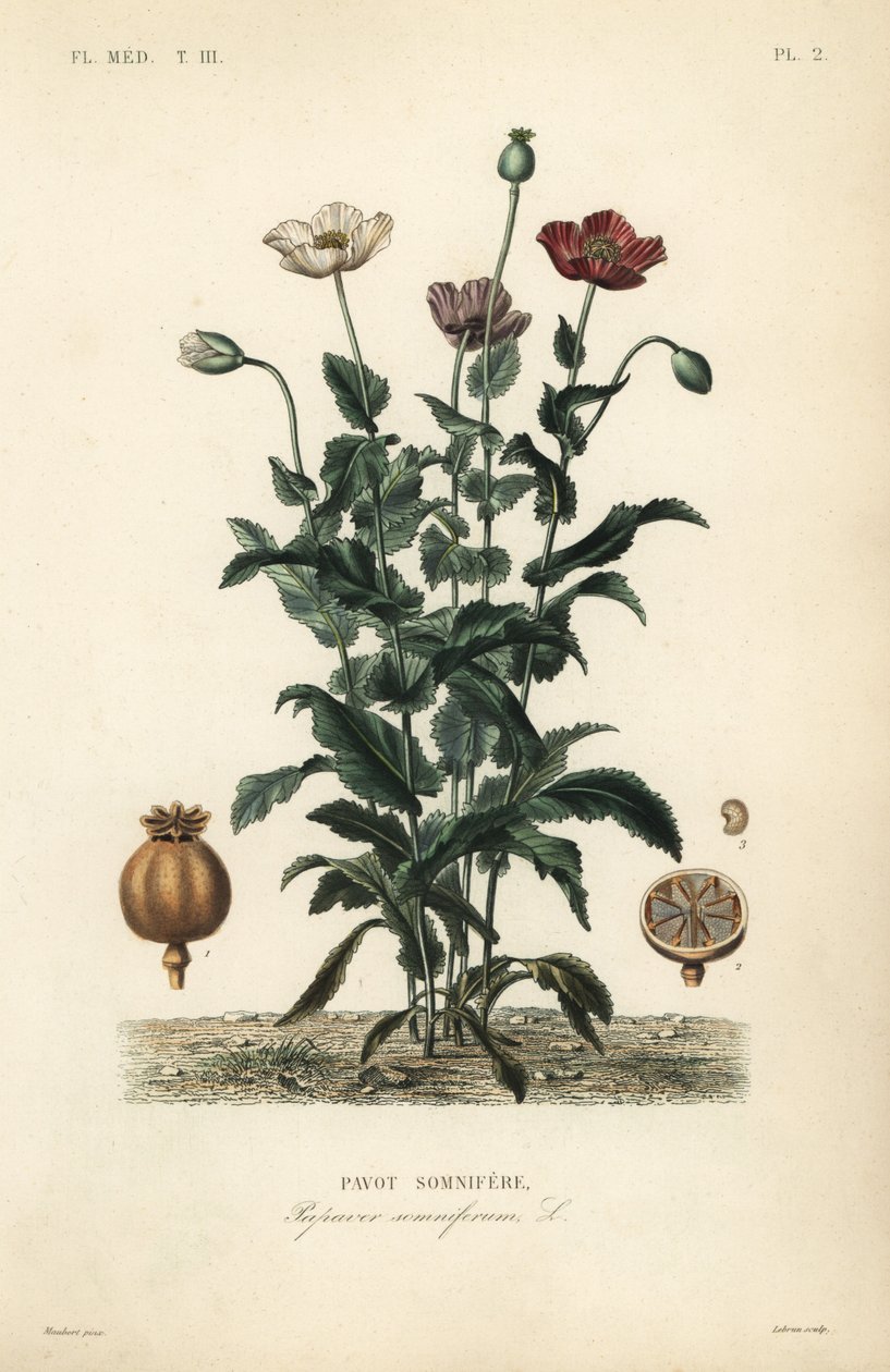 罂粟, Papaver somniferum, Pavot somnifere 作者 不明