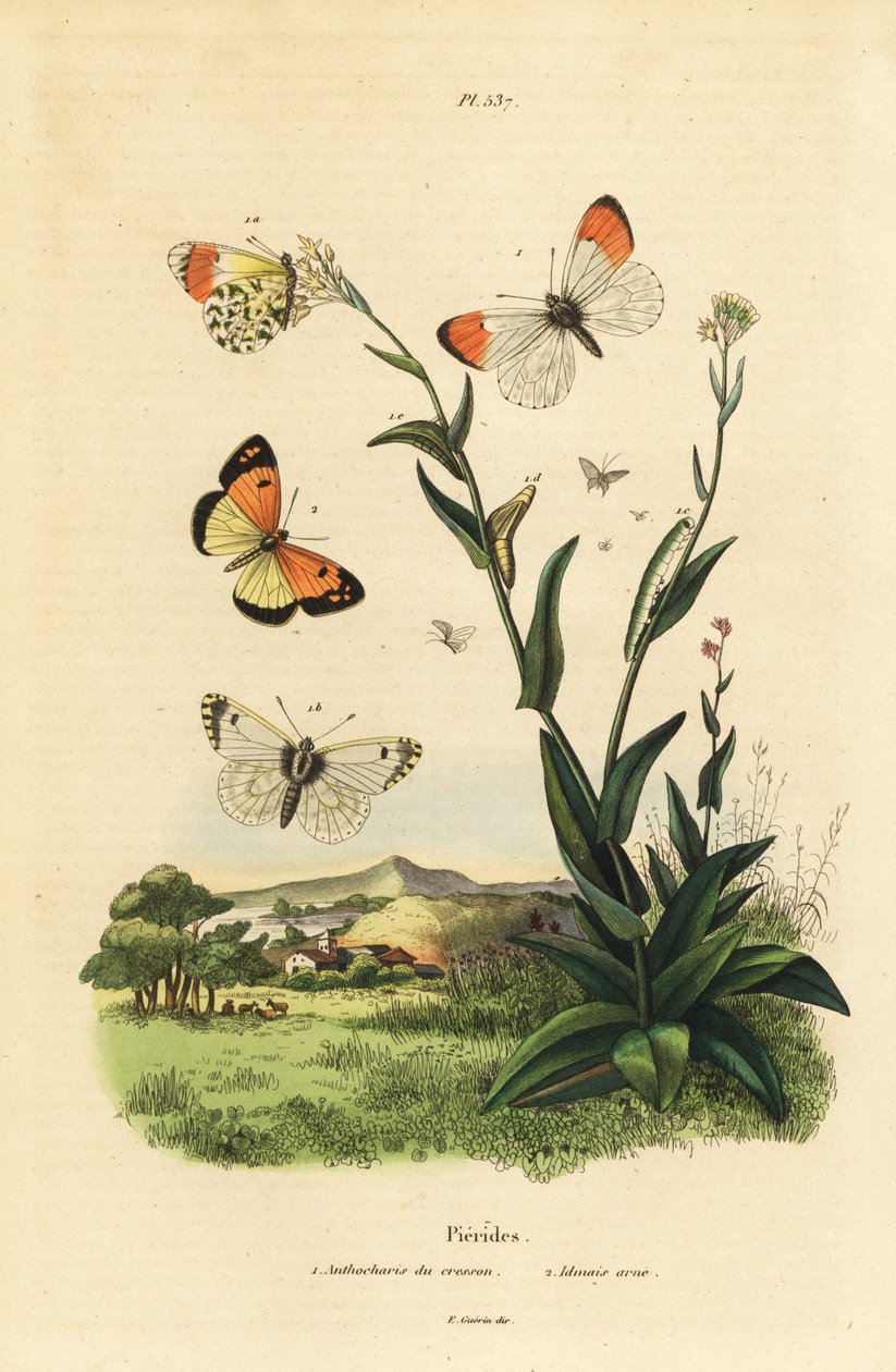橙尖蝶，Anthocharis cardamines，蛹和毛虫1和蓝斑阿拉伯，Colotis phisadia phisadia 2 作者 不明